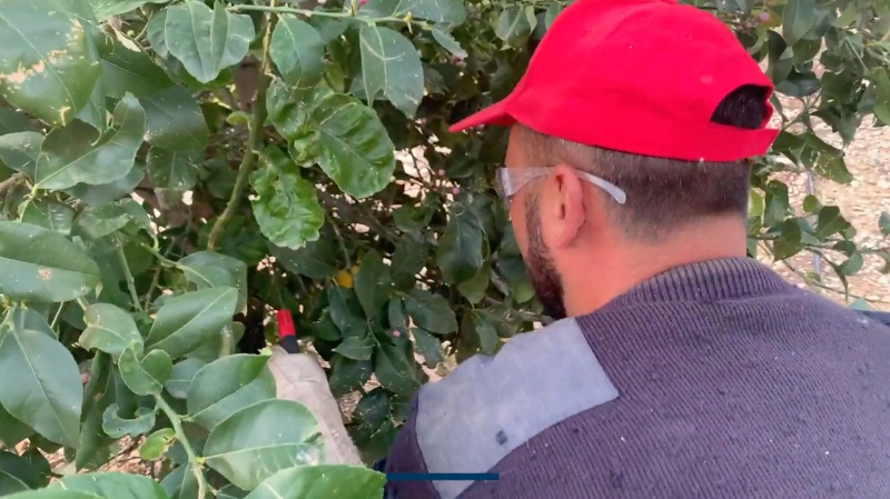 Pruning in citrus production and its influence on final yields